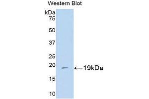 Western Blotting (WB) image for anti-Peptidylprolyl Isomerase A (Cyclophilin A) (PPIA) (AA 2-165) antibody (ABIN1077691) (PPIA Antikörper  (AA 2-165))