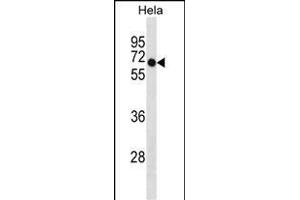 DEPDC7 Antibody (C-term) (ABIN1881258 and ABIN2838959) western blot analysis in Hela cell line lysates (35 μg/lane). (DEPDC7 Antikörper  (C-Term))