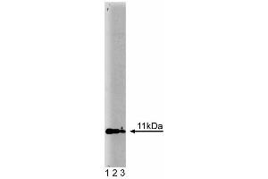 Western blot analysis of Annexin II Light Chain on human endothelial cell lysate.