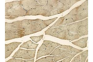 EIF5 Mouse Monoclonal Antibody at 1/100 staining mouse muscle tissue by IHC-P.