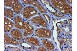 Immunohistochemical staining of paraffin-embedded Human Kidney tissue using anti-PDSS2 mouse monoclonal antibody. (PDSS2 Antikörper)
