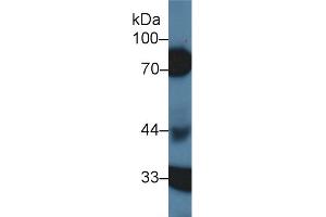 Western Blot; Sample: Porcine Kidney lysate; Primary Ab: 1µg/ml Rabbit Anti-Human HCII Antibody Second Ab: 0. (SERPIND1 Antikörper  (AA 276-499))