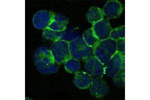 Immunofluorescence analysis of Jurkat cells using ITK monoclonal antibody, clone 5G6  (green) .