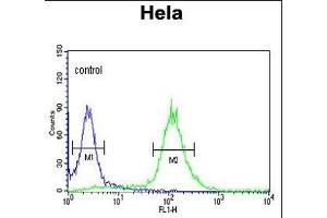 RFC5 Antibody (Center ) (ABIN389314 and ABIN2839435) flow cytometric analysis of Hela cells (right histogram) compared to a negative control cell (left histogram). (RFC5 Antikörper  (AA 170-200))