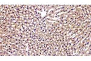 Detection of APOM in Mouse Liver Tissue using Polyclonal Antibody to Apolipoprotein M (APOM) (Apolipoprotein M Antikörper  (AA 8-188))