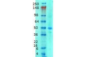 SLC38A1 anticorps  (AA 1-63)