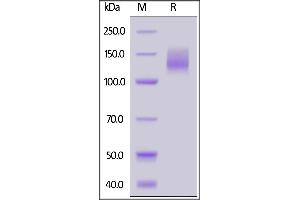 Biotinylated Human CA125 (13), Fc,Avitag on  under reducing (R) condition.