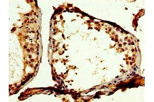 IHC image of ABIN7174089 diluted at 1:200 and staining in paraffin-embedded human testis tissue performed on a Leica BondTM system. (PTPN12 Antikörper  (AA 539-714))