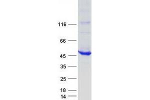 Western Blotting (WB) image for butyrobetaine (Gamma), 2-Oxoglutarate Dioxygenase (Gamma-butyrobetaine Hydroxylase) 1 (BBOX1) protein (Myc-DYKDDDDK Tag) (ABIN2715166)