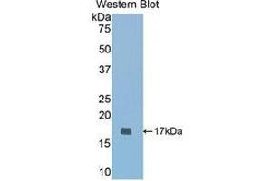 Western Blotting (WB) image for anti-Cartilage Oligomeric Matrix Protein (COMP) (AA 317-455) antibody (ABIN1858466)