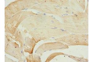 Immunohistochemistry of paraffin-embedded human skeletal muscle tissue using ABIN7163186 at dilution of 1:100