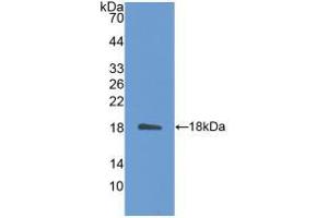 Western blot analysis of recombinant Mouse IL31. (IL-31 Antikörper  (AA 28-154))
