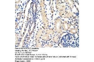 Rabbit Anti-EXOSC3 Antibody  Paraffin Embedded Tissue: Human Kidney Cellular Data: Epithelial cells of renal tubule Antibody Concentration: 4. (EXOSC3 Antikörper  (C-Term))