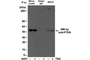 IP of human A431 cell lysate with recombinant Acetyl Lysine antibody at 1:500 and probed with anti-PTEN mouse mAb.