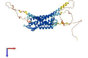 CCKBR Protein (AA 1-447) (His tag)