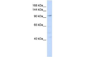 WB Suggested Anti-NOMO1 Antibody Titration: 0. (NOMO1 Antikörper  (N-Term))