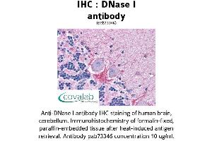Image no. 1 for anti-Deoxyribonuclease I (DNASE1) (AA 1-252) antibody (ABIN1733719) (DNASE1 Antikörper  (AA 1-252))