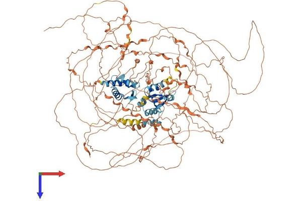 MAGE-Like 2 Protein (MAGEL2) (AA 1-1284) (His tag)