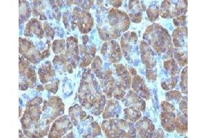 Formalin-fixed, paraffin-embedded human pancreas stained with TOP1MT antibody (TOP1MT/488).