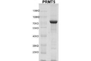 Recombinant PRMT5 protein gel. (PRMT5 Protein (DYKDDDDK Tag))