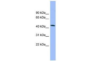NECAB3 antibody used at 1 ug/ml to detect target protein.