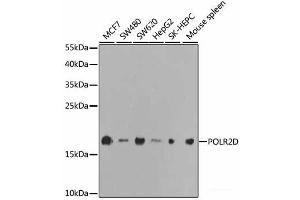 Western blot analysis of extracts of various cell lines using POLR2D Polyclonal Antibody at dilution of 1:1000. (POLR2D Antikörper)