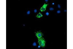 Immunofluorescence (IF) image for anti-Neurolysin (Metallopeptidase M3 Family) (NLN) antibody (ABIN1499710) (NLN Antikörper)