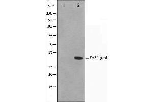 Western blot analysis on 293 cell lysate using FASL Antibody,The lane on the left is treated with the antigen-specific peptide.
