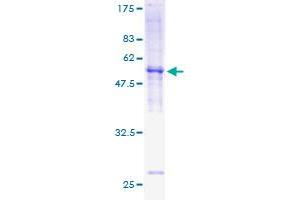 Image no. 1 for Myelin Protein Zero-Like 1 (MPZL1) (AA 1-269) protein (GST tag) (ABIN1311247) (MPZL1 Protein (AA 1-269) (GST tag))