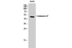 Western Blotting (WB) image for anti-Gap Junction Protein, gamma 2, 47kDa (GJC2) (N-Term) antibody (ABIN3184037)