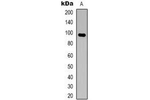 Western blot analysis of HCN2 expression in SKNSH (A) whole cell lysates. (HCN2 Antikörper)