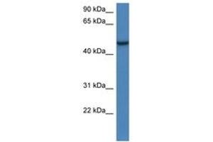 Image no. 1 for anti-Armadillo Repeat Containing, X-Linked 1 (ARMCX1) (AA 303-352) antibody (ABIN6747270) (ARMCX1 Antikörper  (AA 303-352))