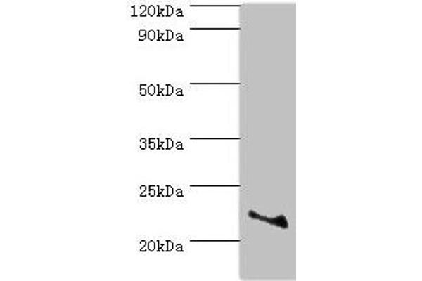 ASF1A Antikörper  (AA 1-204)