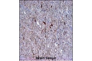 INA Antibody (ABIN1539795 and ABIN2843772) immunohistochemistry analysis in formalin fixed and paraffin embedded human brain tissue followed by peroxidase conjμgation of the secondary antibody and DAB staining. (INA Antikörper  (AA 290-319))