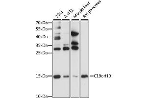 Western blot analysis of extracts of various cell lines, using C19orf10 antibody (ABIN3021417, ABIN3021418, ABIN3021419 and ABIN6215022) at 1:1000 dilution.
