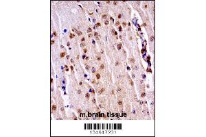 Mouse Nek3 Antibody immunohistochemistry analysis in formalin fixed and paraffin embedded mouse brain tissue followed by peroxidase conjugation of the secondary antibody and DAB staining. (NEK3 Antikörper  (C-Term))