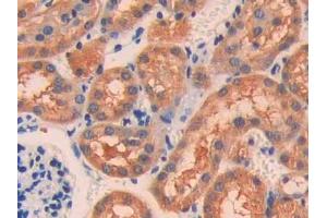 IHC-P analysis of Mouse Kidney Tissue, with DAB staining. (IL18R1 Antikörper  (AA 391-518))