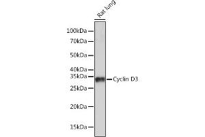 Western blot analysis of extracts of Rat lung, using Cyclin D3 Rabbit mAb (ABIN1681042, ABIN3018381, ABIN3018382 and ABIN7101605) at 1:1000 dilution. (Cyclin D3 Antikörper)
