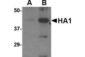 Western blot analysis of (A) 5 ng and (B) 25 ng of recombinant HA1 with Avian Influenza Hemagglutinin antibody at 1 µg/mL. (Hemagglutinin Antikörper  (N-Term))