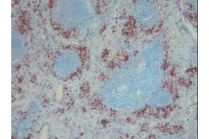 Image no. 3 for anti-S100 Calcium Binding Protein A9 (S100A9) antibody (ABIN379944) (S100A9 Antikörper)