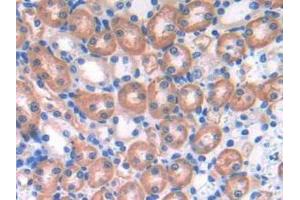 IHC-P analysis of Mouse Kidney Tissue, with DAB staining. (EFNA4 Antikörper  (AA 1-206))