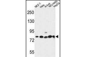 GPHN Antibody (Center) (ABIN653742 and ABIN2843044) western blot analysis in MCF-7,Hela,NCI-,HepG2 cell line and mouse liver tissue lysates (35 μg/lane). (Gephyrin Antikörper  (AA 437-466))