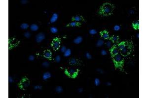Anti-NDUFA7 mouse monoclonal antibody (ABIN2454432) immunofluorescent staining of COS7 cells transiently transfected by pCMV6-ENTRY NDUFA7 (RC200534). (NDUFA7 Antikörper)