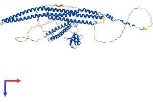 FNBP1L Protein (AA 1-605) (His tag)