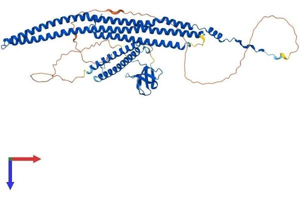 FNBP1L Protein (AA 1-605) (His tag)