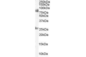 Image no. 1 for anti-Chromodomain Protein, Y-Like (CDYL) (AA 586-598) antibody (ABIN292570) (CDYL Antikörper  (AA 586-598))