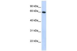 Image no. 1 for anti-Solute Carrier Family 2 (Facilitated Glucose Transporter), Member 4 (SLC2A4) (AA 36-85) antibody (ABIN6743204) (GLUT4 Antikörper  (AA 36-85))