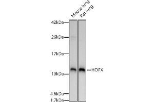 Western blot analysis of extracts of various cell lines, using HOPX antibody (ABIN7267782) at 1:1000 dilution. (HOPX Antikörper  (AA 1-73))