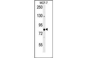 Western blot analysis of OXR1 Antibody (Center) in MCF-7 cell line lysates (35ug/lane). (OXR1 Antikörper  (Middle Region))