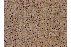 IHC image of ABIN7174401 diluted at 1:400 and staining in paraffin-embedded human adrenal gland tissue performed on a Leica BondTM system. (ZRANB1 Antikörper  (AA 111-397))